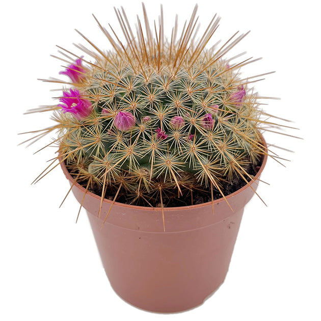 Mammillaria ‘Ginsa Maru’ - blühfreudiger Kaktus