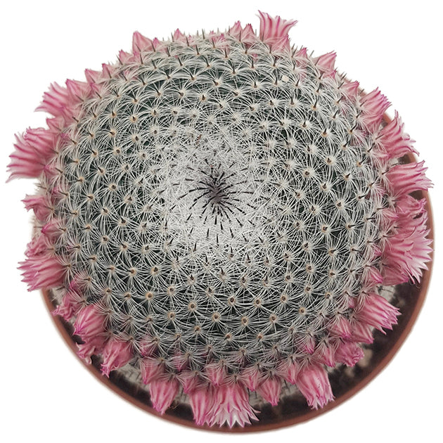 Mammillaria microthele var. superfina - eleganter Kaktus