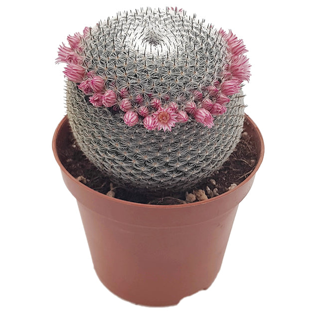Mammillaria microthele var. superfina - eleganter Kaktus