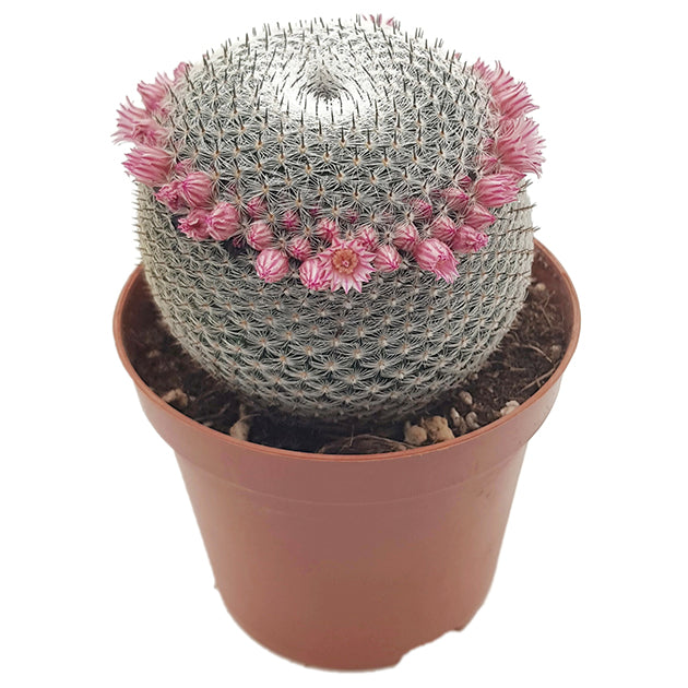 Mammillaria microthele var. superfina - eleganter Kaktus