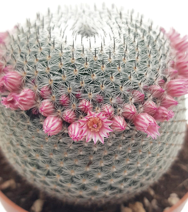 Mammillaria microthele var. superfina - eleganter Kaktus