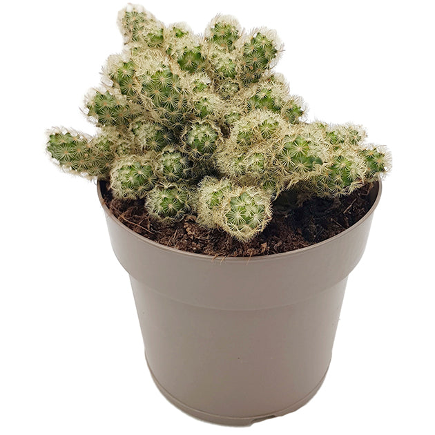 Mammillaria elongata - wundervoller Kaktus