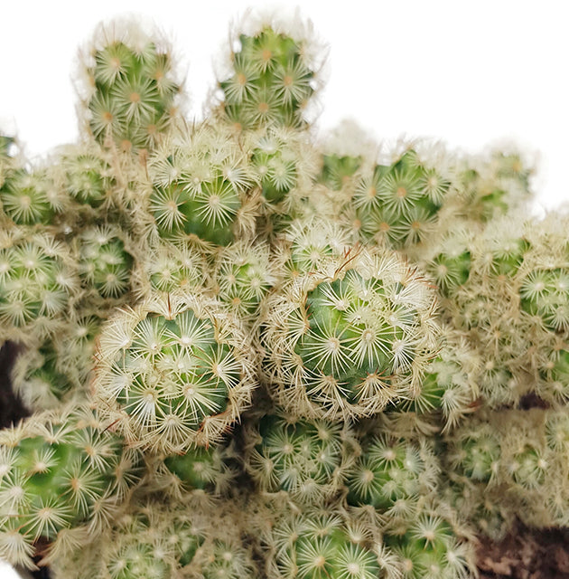 Mammillaria elongata - wundervoller Kaktus