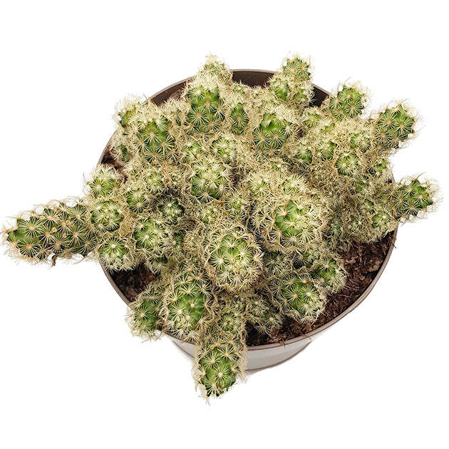 Mammillaria elongata - wundervoller Kaktus