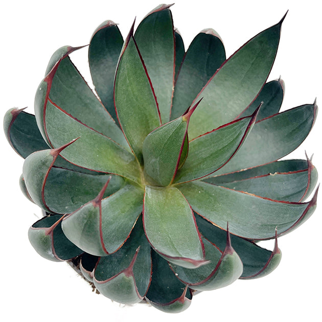 Mangave "Praying Hands" - Sukkulente