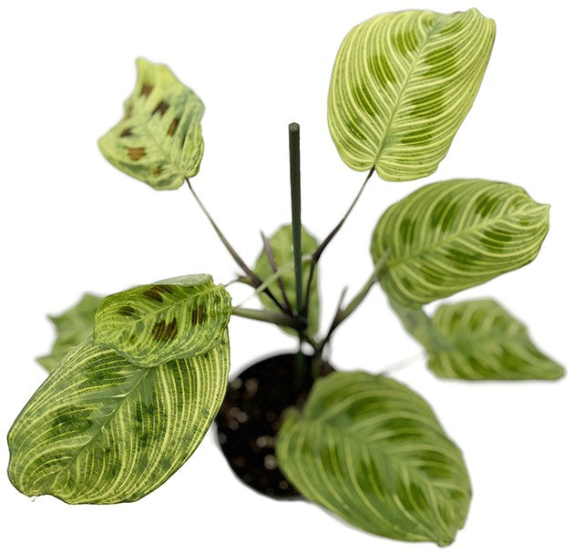 Maranta leuconeura "Light Veines" - bunter Pfeilwurz