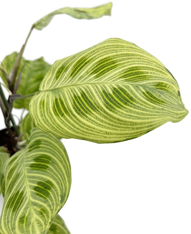 Maranta leuconeura "Light Veines" - bunter Pfeilwurz