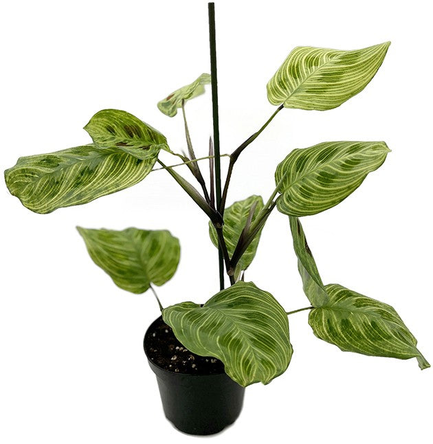 Maranta leuconeura "Light Veines" - bunter Pfeilwurz