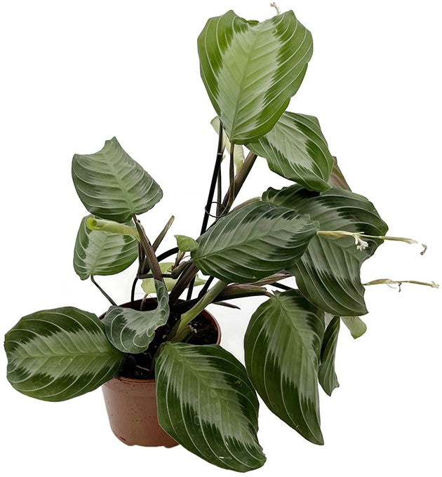 Maranta leuconeura "Silver Band" - silberner Pfeilwurz