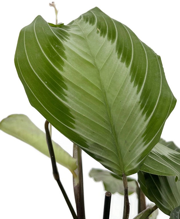 Maranta leuconeura "Silver Band" - silberner Pfeilwurz
