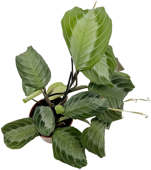 Maranta leuconeura "Silver Band" - silberner Pfeilwurz