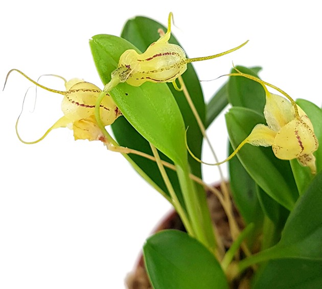 Masdevallia nidifica "yellow" - Miniatur-Orchidee
