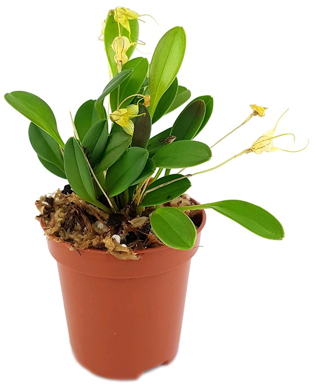 Masdevallia nidifica "yellow" - Miniatur-Orchidee