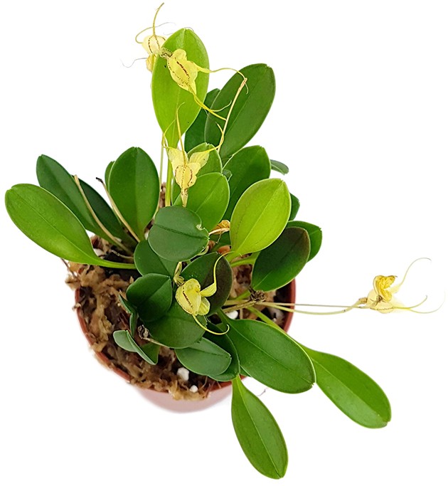 Masdevallia nidifica "yellow" - Miniatur-Orchidee