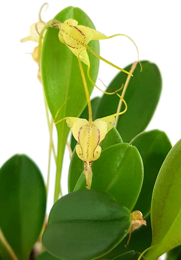 Masdevallia nidifica "yellow" - Miniatur-Orchidee