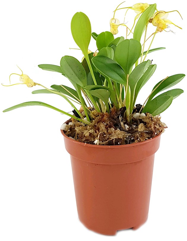 Masdevallia nidifica "yellow" - Miniatur-Orchidee