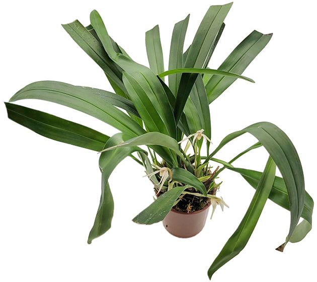 Maxillaria Goldenberg Hybride - weiße Orchidee