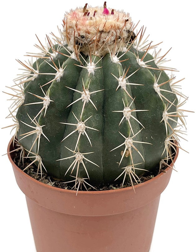 Melocactus matanzanus ruestii - großer Melonenkaktus