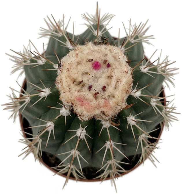 Melocactus matanzanus ruestii - großer Melonenkaktus