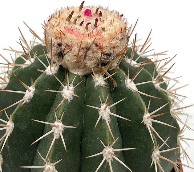 Melocactus matanzanus ruestii - großer Melonenkaktus