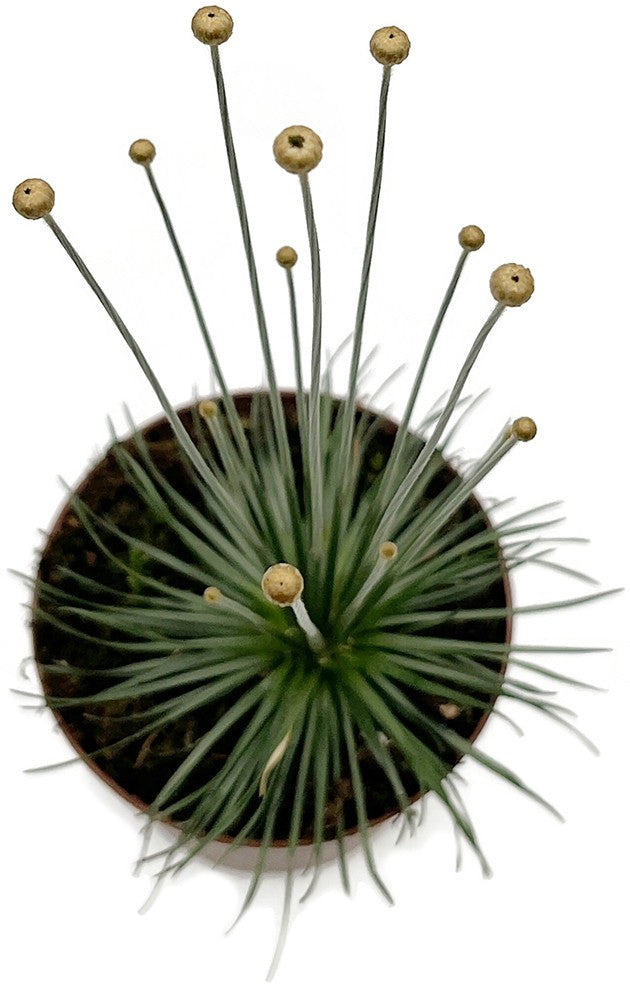 Syngonanthus chrysanthus "Mikado Gras"