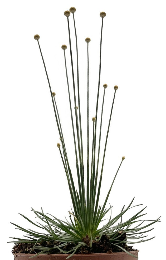 Syngonanthus chrysanthus "Mikado Gras"