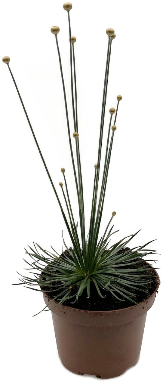 Syngonanthus chrysanthus "Mikado Gras"