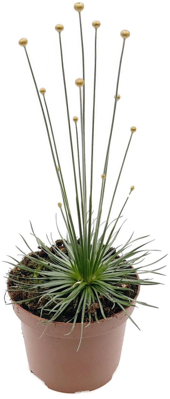 Syngonanthus chrysanthus "Mikado Gras"