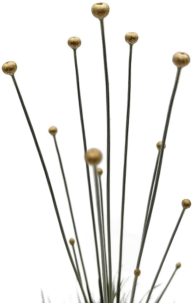 Syngonanthus chrysanthus "Mikado Gras"