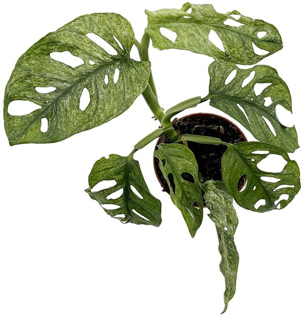 Monstera adansonii "Mint" - mintfarbenes Monkey Leaf