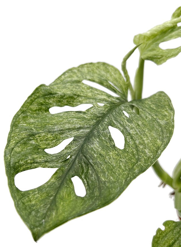 Monstera adansonii "Mint" - mintfarbenes Monkey Leaf