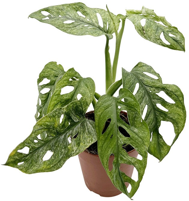 Monstera adansonii "Mint" - mintfarbenes Monkey Leaf