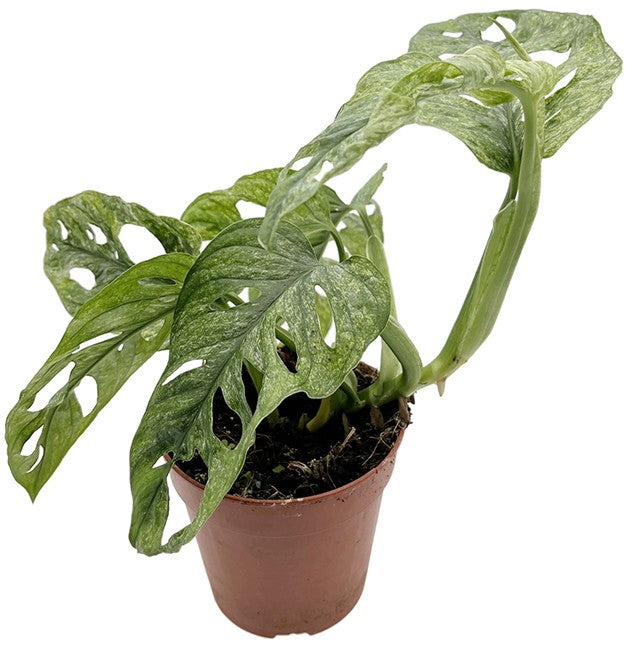 Monstera adansonii "Mint" - mintfarbenes Monkey Leaf