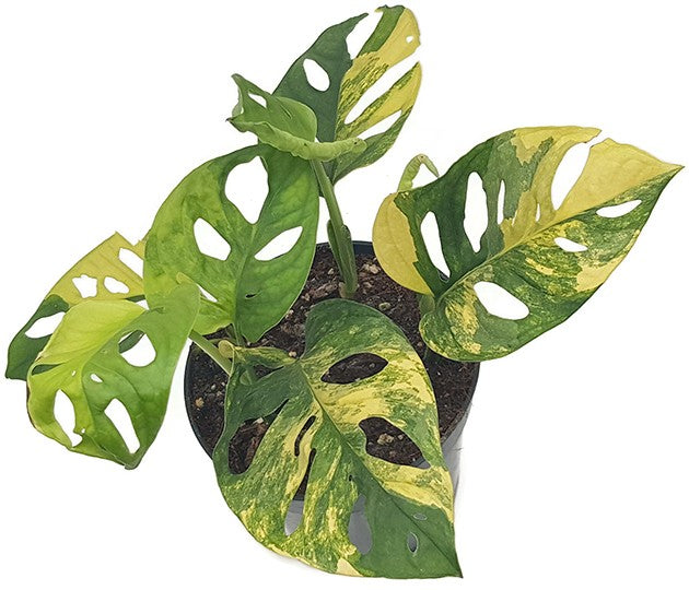 Monstera adansonii "varigata" Aurea - panaschiertes Monkey Leaf