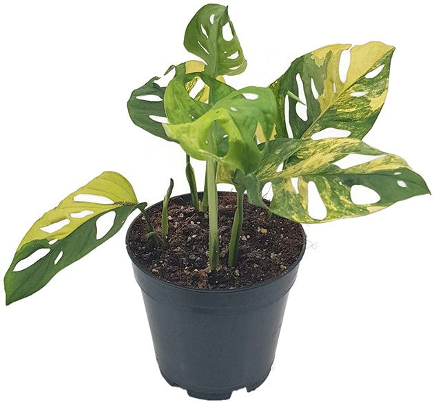 Monstera adansonii "varigata" Aurea - panaschiertes Monkey Leaf