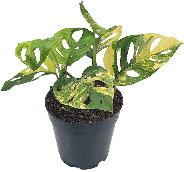 Monstera adansonii "varigata" Aurea - panaschiertes Monkey Leaf
