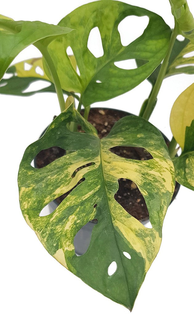 Monstera adansonii "varigata" Aurea - panaschiertes Monkey Leaf