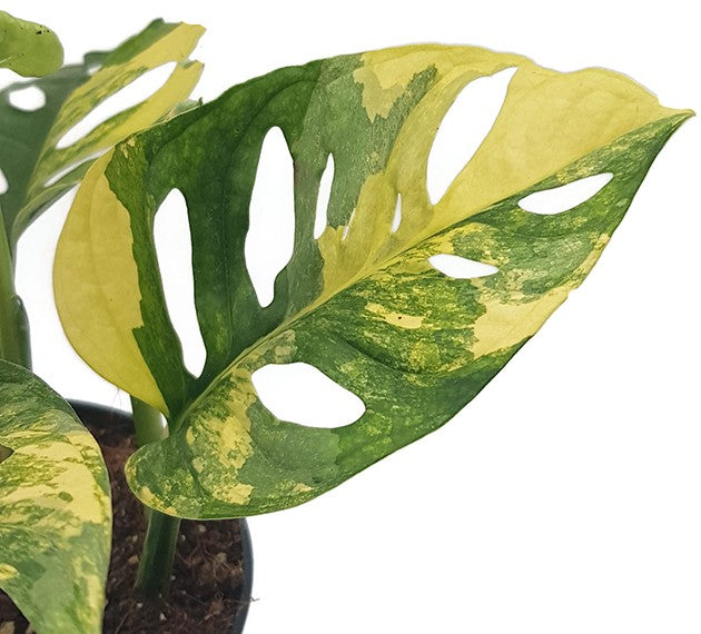 Monstera adansonii "varigata" Aurea - panaschiertes Monkey Leaf
