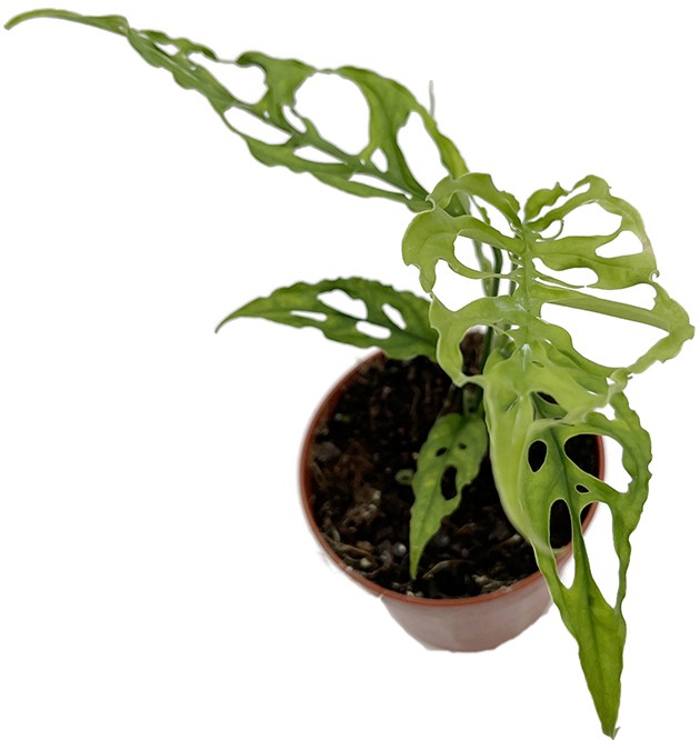 Monstera obliqua "Peru" - zierliches Fensterblatt