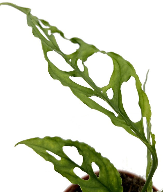 Monstera obliqua "Peru" - zierliches Fensterblatt