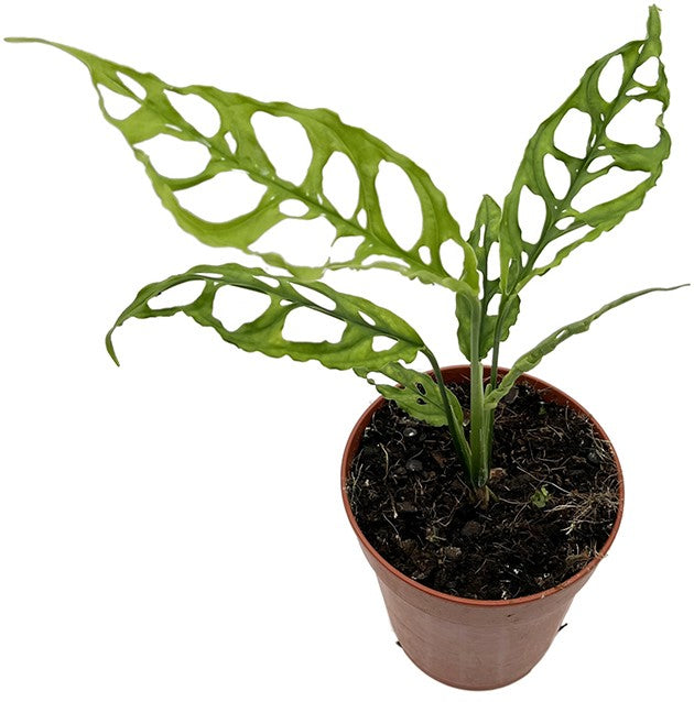 Monstera obliqua "Peru" - zierliches Fensterblatt