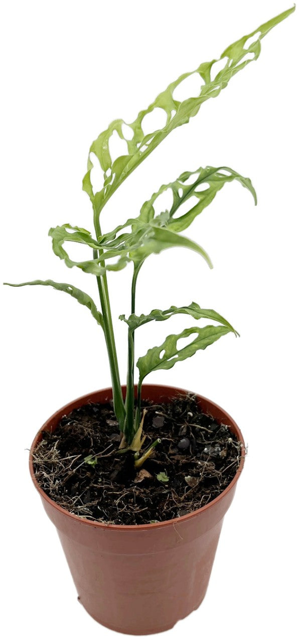 Monstera obliqua "Peru" - zierliches Fensterblatt