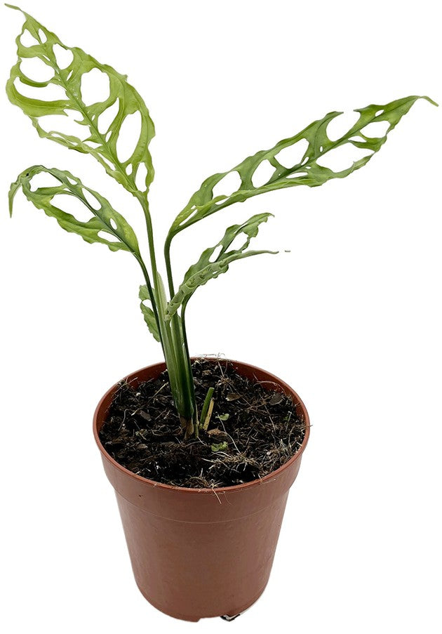 Monstera obliqua "Peru" - zierliches Fensterblatt