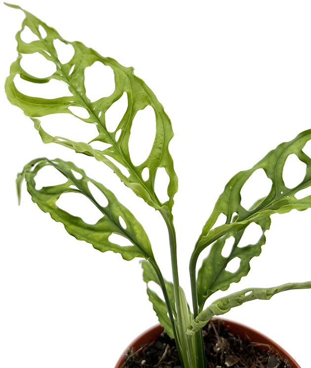 Monstera obliqua "Peru" - zierliches Fensterblatt