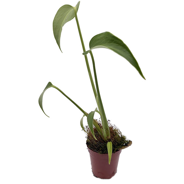 Monstera burle marx Flame - Fensterblatt