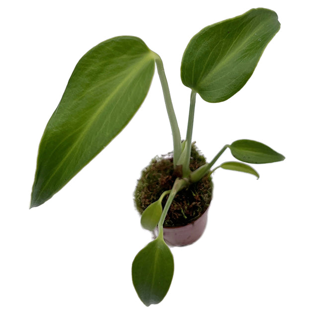 Monstera burle marx Flame - Fensterblatt