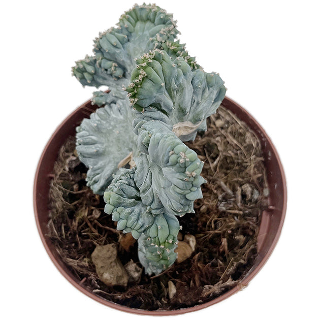 Myrtillocactus geometrizans "Cristat" - außergewöhnlicher Kaktus