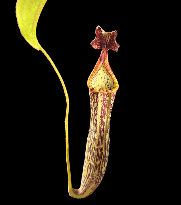 Nepenthes zakriana - seedgrown