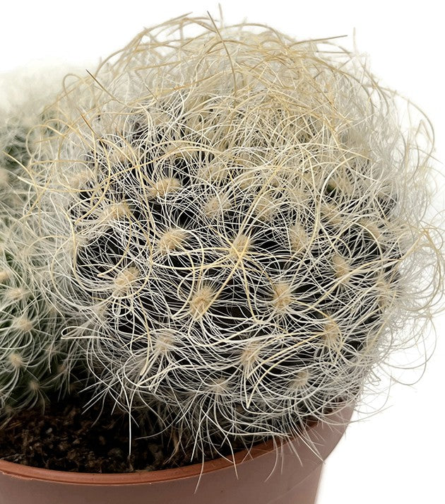 Neoporteria nidus f. senilis - behaarter Kaktus