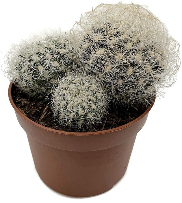 Neoporteria nidus f. senilis - behaarter Kaktus